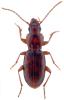 Pterostichus glacialis